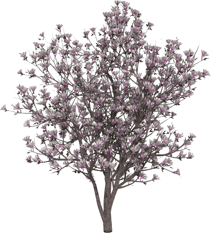 Magnolia pośrednia SPECIOSA