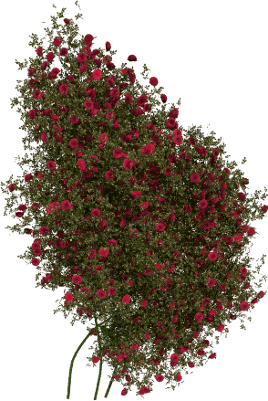 Róża ROSARIUM UETERSEN