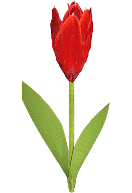 Tulipan Czerwony - wysokość 50cm