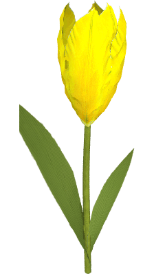 Tulipan Żółty