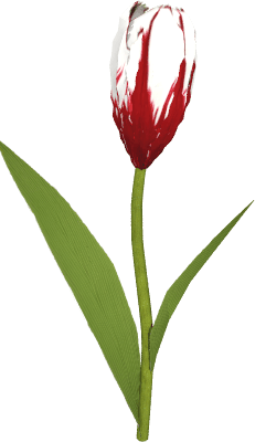 Tulipan Biało-Czerwony