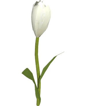 Tulipan Biały - wysokość 35cm