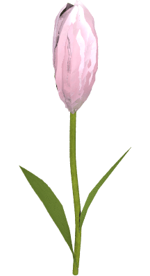 Tulipan różowy jasny - wysokość 50cm